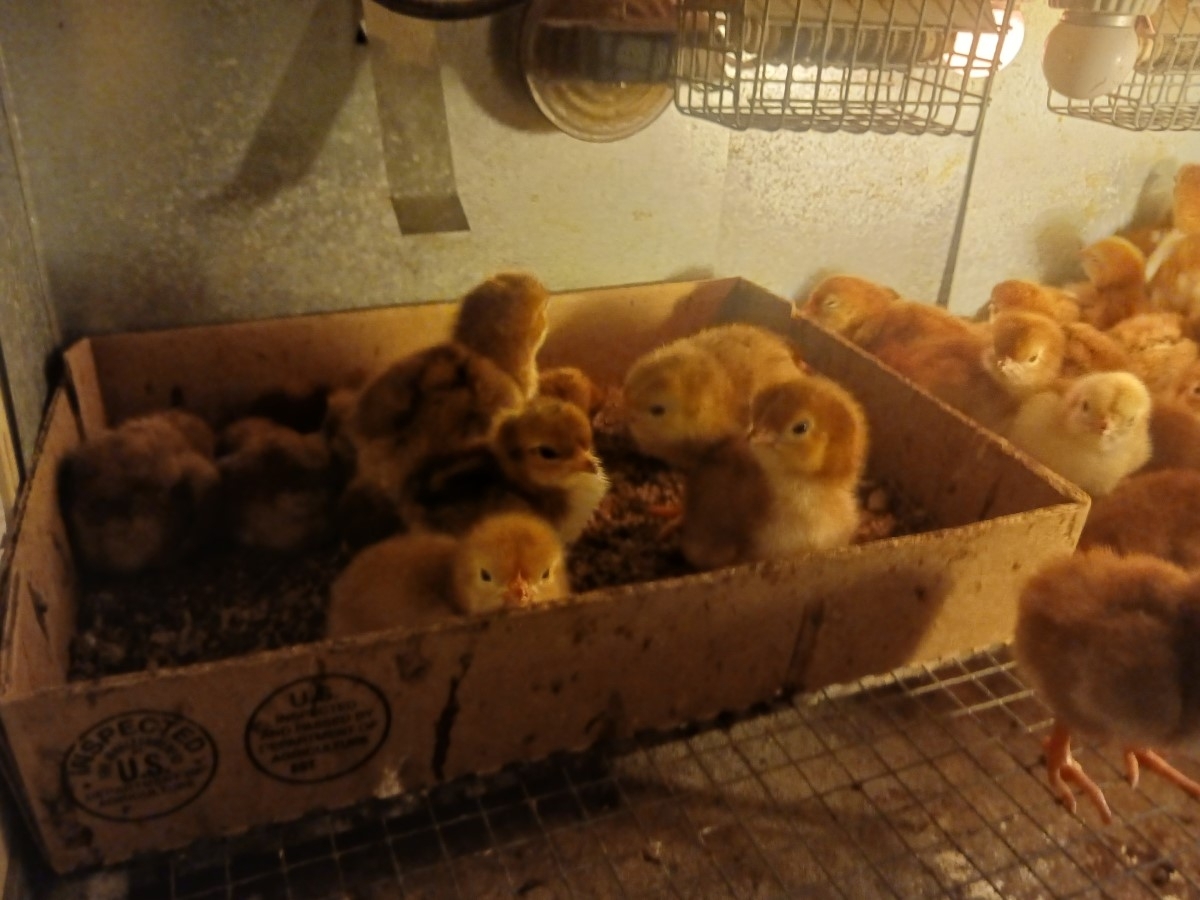 Baby Chicks for Sale! San Tan Valley - Welcome to Pimping Chicks - San Tan Valley's Premier Baby Chick Provider!

Adorable Baby Rhode Island Reds in San Tan Valley
Discover our delightful Baby Rhode Island Red chicks, perfect for your backyard coop! Raised in the heart of San Tan Valley, these chicks are healthy, lively, and waiting to join your family.

Mature Hens Available - San Tan Valley's Finest
Looking for something more mature? Our San Tan Valley hens are renowned for their quality and health. Perfect for those who want to skip the chick stage and jump straight to having fresh eggs!

Fertilized Eggs - San Tan Valley's Best
Intrigued by the idea of hatching your own? We offer fertilized eggs from our top-quality Rhode Island Reds. Experience the joy of hatching and raising your chicks right in San Tan Valley.

San Tan Valley's Trusted Source
At PimpingChicks.com, we pride ourselves on being San Tan Valley's trusted source for all things poultry. From baby chicks to mature hens, we've got what you need.

Visit Us in San Tan Valley Today!
Come visit us in San Tan Valley or explore our selection online at PimpingChicks.com. We're more than just a chick supplier; we're a community of poultry enthusiasts in San Tan Valley. Join us today!

www.PimpingChicks.com 