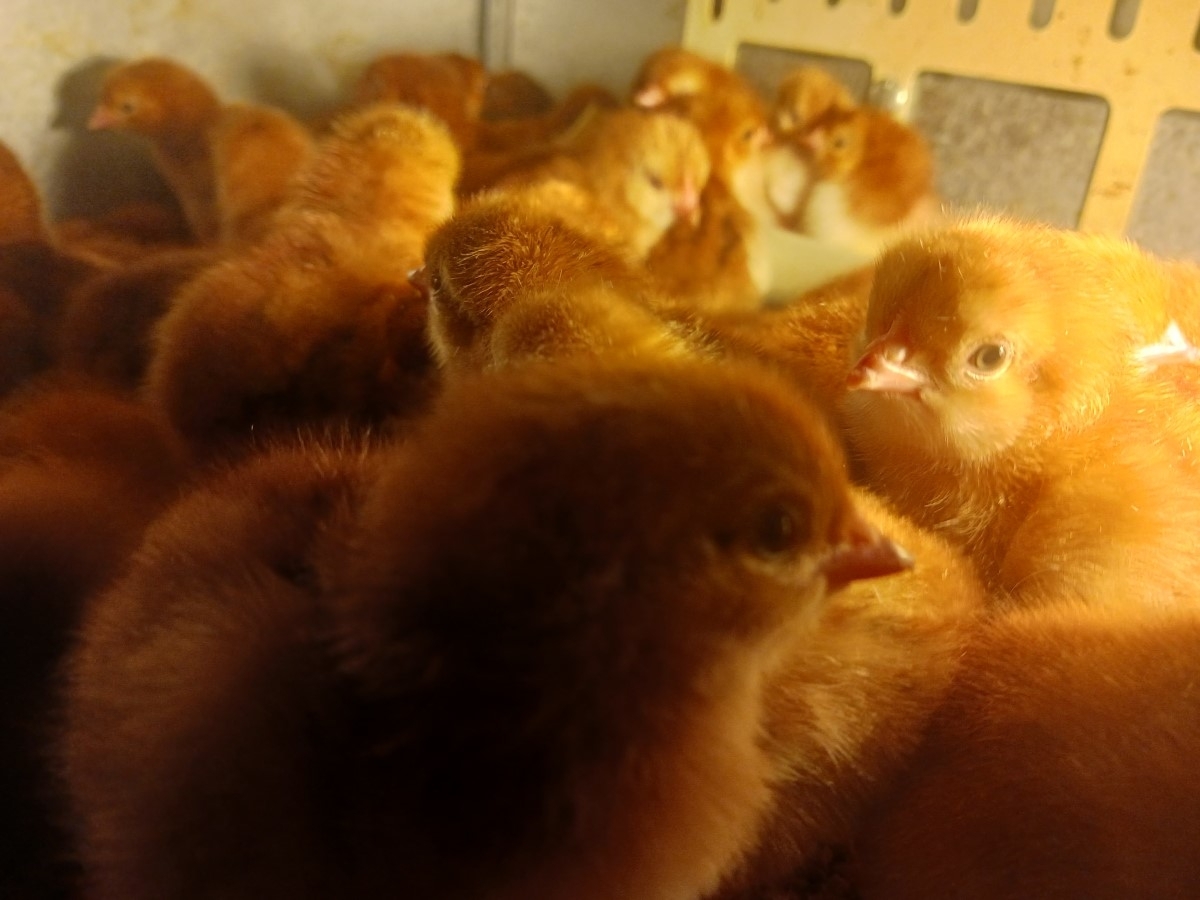 Baby Rhode Island Red Chicks For Sale - Welcome to Pimping Chicks - San Tan Valley's Premier Baby Chick Provider!

Adorable Baby Rhode Island Reds in San Tan Valley
Discover our delightful Baby Rhode Island Red chicks, perfect for your backyard coop! Raised in the heart of San Tan Valley, these chicks are healthy, lively, and waiting to join your family.

Mature Hens Available - San Tan Valley's Finest
Looking for something more mature? Our San Tan Valley hens are renowned for their quality and health. Perfect for those who want to skip the chick stage and jump straight to having fresh eggs!

Fertilized Eggs - San Tan Valley's Best
Intrigued by the idea of hatching your own? We offer fertilized eggs from our top-quality Rhode Island Reds. Experience the joy of hatching and raising your chicks right in San Tan Valley.

San Tan Valley's Trusted Source
At PimpingChicks.com, we pride ourselves on being San Tan Valley's trusted source for all things poultry. From baby chicks to mature hens, we've got what you need.

Visit Us in San Tan Valley Today!
Come visit us in San Tan Valley or explore our selection online at PimpingChicks.com. We're more than just a chick supplier; we're a community of poultry enthusiasts in San Tan Valley. Join us today!

www.PimpingChicks.com 