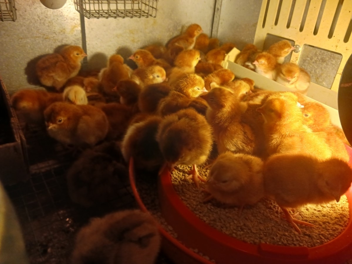 Baby Chick For Sale in San Tan Valley, Arizona - Welcome to Pimping Chicks - San Tan Valley's Premier Baby Chick Provider!

Adorable Baby Rhode Island Reds in San Tan Valley
Discover our delightful Baby Rhode Island Red chicks, perfect for your backyard coop! Raised in the heart of San Tan Valley, these chicks are healthy, lively, and waiting to join your family.

Mature Hens Available - San Tan Valley's Finest
Looking for something more mature? Our San Tan Valley hens are renowned for their quality and health. Perfect for those who want to skip the chick stage and jump straight to having fresh eggs!

Fertilized Eggs - San Tan Valley's Best
Intrigued by the idea of hatching your own? We offer fertilized eggs from our top-quality Rhode Island Reds. Experience the joy of hatching and raising your chicks right in San Tan Valley.

San Tan Valley's Trusted Source
At PimpingChicks.com, we pride ourselves on being San Tan Valley's trusted source for all things poultry. From baby chicks to mature hens, we've got what you need.

Visit Us in San Tan Valley Today!
Come visit us in San Tan Valley or explore our selection online at PimpingChicks.com. We're more than just a chick supplier; we're a community of poultry enthusiasts in San Tan Valley. Join us today!