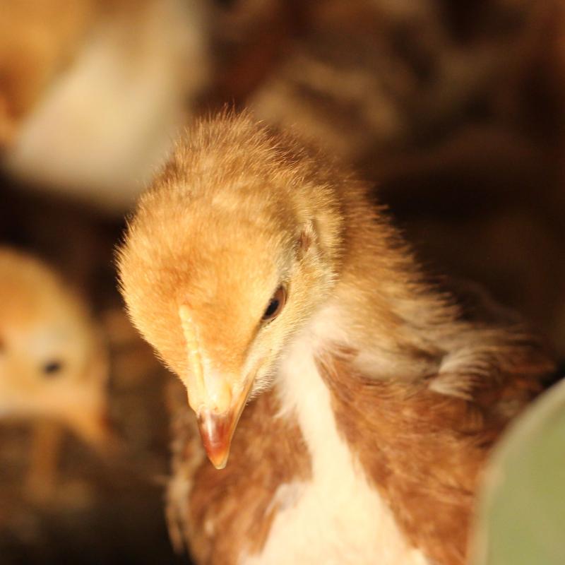 Poultry, Hen & Chick Sales